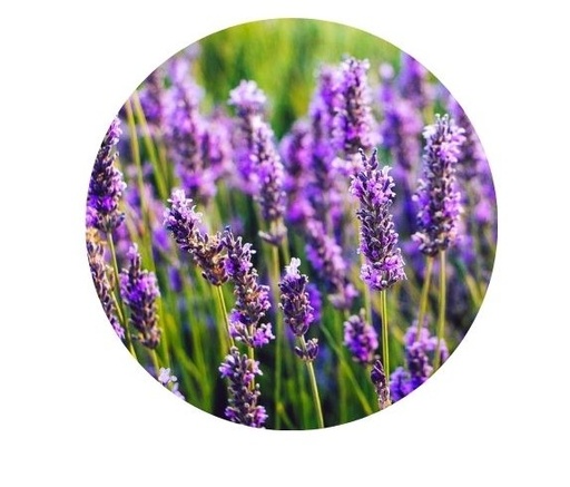 [06.01.0008] Système senteur lavande