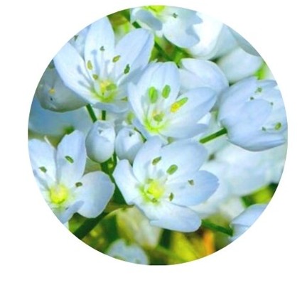 [06.01.0014] Système senteur opulence